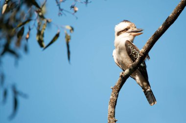 Gülen yalıçapkını Halcyoninae alt familyasından bir kuş türüdür. Büyük ve güçlü bir balıkçıdır. Beyaz bir kafası ve kahverengi bir göz çizgisi vardır..