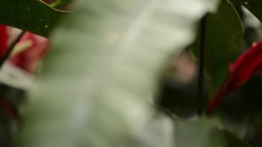 Kızıl Noel bitkisi olarak da bilinen Heliconia angusta, ıstakoz pençelerine benzeyen çarpıcı kırmızı frenleriyle bilinen tropikal bir bitkidir..