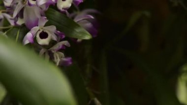 Dendrobium nobile, güzel kokulu çiçekleri ile bilinen popüler bir orkide türüdür. Güneydoğu Asya 'ya özgüdür ve genellikle süs bitkisi olarak yetiştirilir..