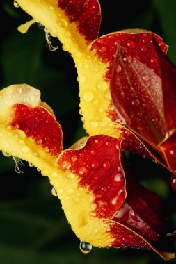 Thunbergia Mysorensis, Acanthaceae familyasından bir bitki türü..