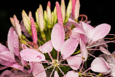 Cleome spinosa, called the spiny spiderflower, is a species of flowering plant in the genus Cleome. clipart