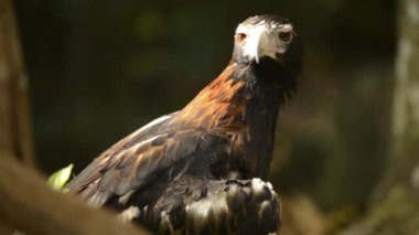 Takoz kuyruklu kartal Avustralya kıtasındaki en büyük yırtıcı kuş türüdür. Güney Yeni Gine 'de de bulunur ve güneyde Tazmanya eyaletine kadar dağıtılır..