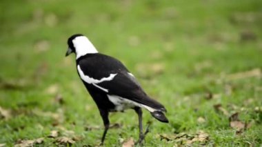 Avustralya saksağanı, Avustralya ve Yeni Gine 'nin güneyinde yaşayan ve Yeni Zelanda ve Fiji adası Taveuni' ye tanıtılan siyah beyaz renkli bir kuş türüdür..