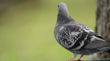 Kaya güvercini, kaya güvercini veya güvercin, Columbidae familyasının bir üyesidir..