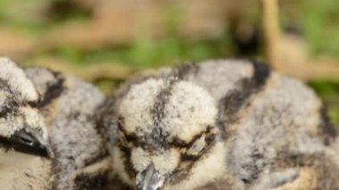 Çalı-taş-bukle ya da çalılık kalın diz Avustralya 'ya özgü, yerde yaşayan büyük bir kuş türüdür..
