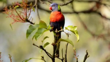 Gökkuşağı lorisi Avustralya'da bulunan bir papağan türüdür. Kuzey Queensland'dan Güney Avustralya'ya kadar doğu kıyışeridi boyunca yaygındır..