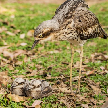 The bush stone-curlew or bush thick-knee is a large, ground-dwelling bird endemic to Australia. clipart