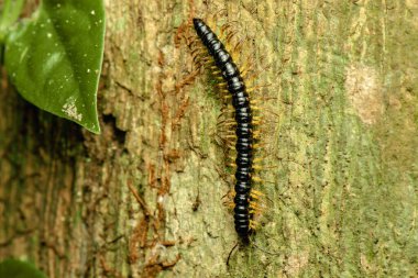 Millipedes are a group of arthropods that are characterised by having two pairs of jointed legs on most body segments. Each double-legged segment is a result of two single segments fused together. clipart