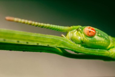 Didymuria violescens, the spur legged phasmid, also known as the violet-winged stick insect, or violet-winged phasma, is a common phasmid native to Australia. clipart