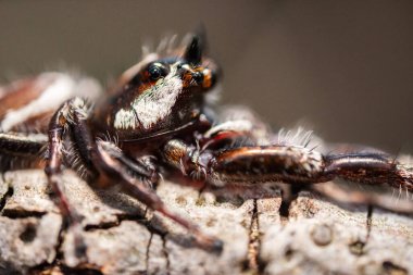 Kaşlı Örümcekler, kendine özgü yüz işaretleri ve etkileyici avlanma yetenekleriyle tanınan büyüleyici bir örümcek topluluğudur..