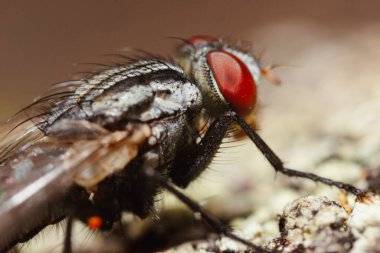 Sarcophagidae, sinekler familyasından bir sinek türü..