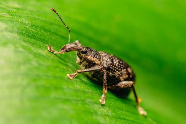 Kara sarmaşık bitleri Avrupa 'ya özgü bir böcektir ama Avustralya' da da yaygındır. Birçok bahçe bitkisinin baş belasıdır ve bilimsel adı Otiorhynchus sulcatus 'tur..