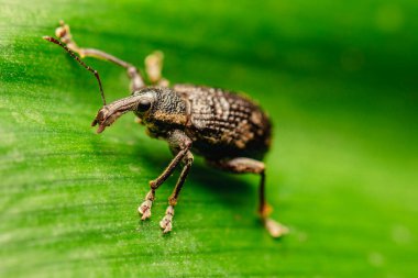 Kara sarmaşık bitleri Avrupa 'ya özgü bir böcektir ama Avustralya' da da yaygındır. Birçok bahçe bitkisinin baş belasıdır ve bilimsel adı Otiorhynchus sulcatus 'tur..