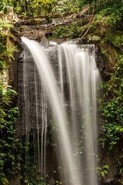 Curtis Falls, Avustralya 'nın Queensland kentindeki Tamborine Ulusal Parkı' nda yer alan popüler bir turistik merkezdir. Fevkalade şelalesiyle bazalt kayalıklarından kayalıklara dökülerek muhteşem bir kaya havuzuna dönüşmesiyle bilinir..
