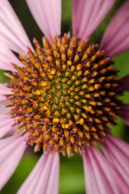 Echinacea purpurea, the eastern purple coneflower, purple coneflower, hedgehog coneflower, or echinacea, is a North American species of flowering plant in the family Asteraceae.