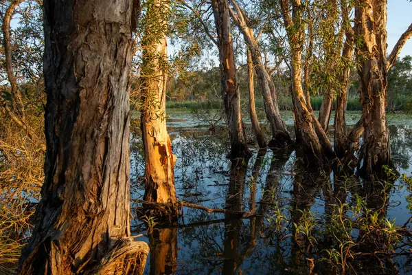 Queensland, Avustralya 'daki Sandy Camp Road Wetlands Reserve' in manzarası.