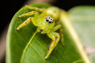 Mopsus mormon, Salticidae familyasından Avustralya 'da yaşayan bir örümcek türü. Mopsus cinsindeki tek türdür. Yeni Gine ve Doğu Avustralya 'da bulunur. Genellikle yeşil zıplayan örümcek olarak bilinir..