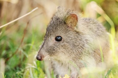 Uzun burunlu potoru, Güneydoğu Avustralya ve Tazmanya 'nın ormanlarına ve çalılıklarına özgü küçük, zıplayan bir memeli türüdür..