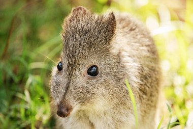 Uzun burunlu potoru, Güneydoğu Avustralya ve Tazmanya 'nın ormanlarına ve çalılıklarına özgü küçük, zıplayan bir memeli türüdür..
