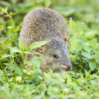 The northern brown bandicoot, a marsupial species, is a bandicoot found only on the northern and eastern coasts of Australia and nearby islands, mainly Papua New Guinea. clipart