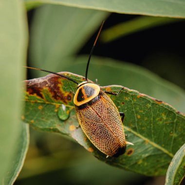 Bush cockroaches are a diverse group of native Australian insects, often misunderstood and feared.  clipart