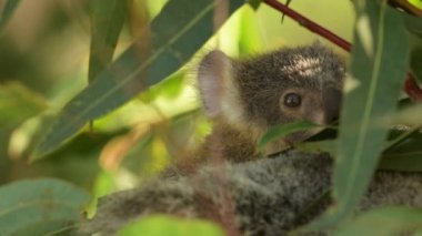 Koala bebeklerine joey denir. Yeni doğmuş bir Joey tıpkı pembe bir jelibona benziyor. Yaklaşık iki santimetre uzunluğunda, kürkü yok ve gözleri ve kulakları henüz tam olarak oluşmamış..