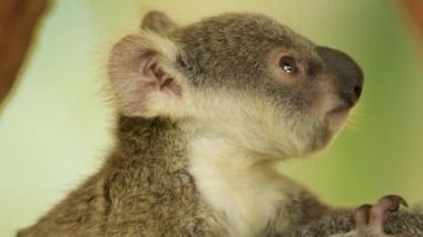 Koala bebeklerine joey denir. Yeni doğmuş bir Joey tıpkı pembe bir jelibona benziyor. Yaklaşık iki santimetre uzunluğunda, kürkü yok ve gözleri ve kulakları henüz tam olarak oluşmamış..