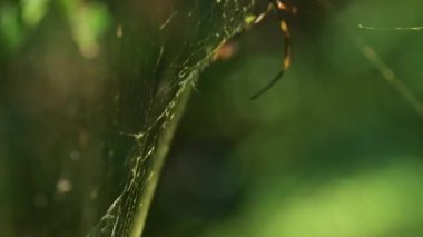 Trichonephila edulis, Nephilidae familyasından bir örümcek türü. Avustralya 'nın altın küre dokumacısı olarak bilinir..