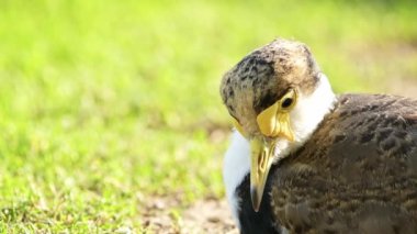 Maskeli kanat Avustralya, Yeni Zelanda ve Yeni Gine 'ye özgü büyük, yaygın ve göze çarpan bir kuştur..