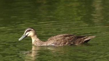 Pasifik Kara Ördeği, Avustralya genelinde ve Pasifik bölgesinin bazı bölgelerinde bulunan yaygın bir su kuşudur..