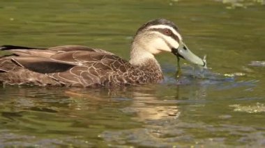 Pasifik Kara Ördeği, Avustralya genelinde ve Pasifik bölgesinin bazı bölgelerinde bulunan yaygın bir su kuşudur..