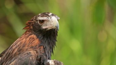 Takoz kuyruklu kartal Avustralya kıtasındaki en büyük yırtıcı kuş türüdür.. 