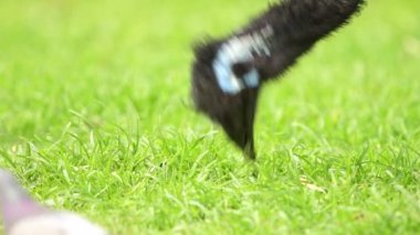 Emu, Avustralya 'ya özgü, en büyük yerli kuş türü olan uçamayan bir kuş türüdür..