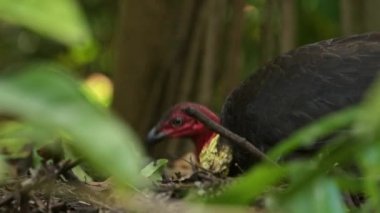 Avustralya fırçalı hindisi (İngilizce: Australian brush hindi, Avustralya fırça-hindi veya gweela), hindi veya çalı hindisi olarak da bilinir..
