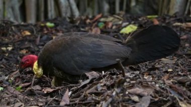 Avustralya fırçalı hindisi (İngilizce: Australian brush hindi, Avustralya fırça-hindi veya gweela), hindi veya çalı hindisi olarak da bilinir..