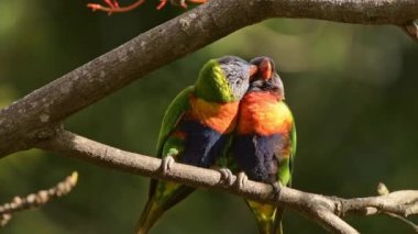 Birbirlerini tımar eden bir çift gökkuşağı lorisi. Buna 