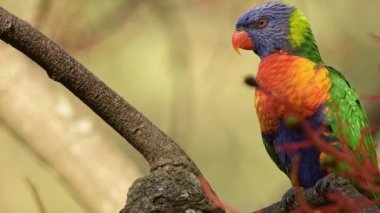 Gökkuşağı lorisi Avustralya'da bulunan bir papağan türüdür. Kuzey Queensland'dan Güney Avustralya'ya kadar doğu kıyışeridi boyunca yaygındır..
