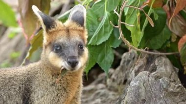 Bataklık Valabisi, Avustralya 'nın doğusunda yaşayan küçük, tıknaz bir keseli hayvandır..