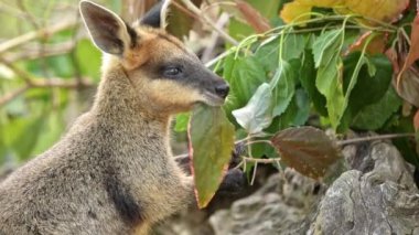 Bataklık Valabisi, Avustralya 'nın doğusunda yaşayan küçük, tıknaz bir keseli hayvandır..