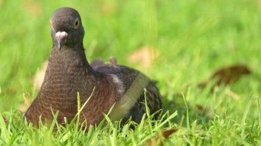 Kaya güvercini, kaya güvercini veya güvercin, Columbidae familyasının bir üyesidir..