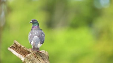 Kaya güvercini, kaya güvercini veya güvercin, Columbidae familyasının bir üyesidir..