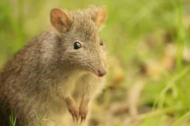 Uzun burunlu potoru, Güneydoğu Avustralya ve Tazmanya 'nın ormanlarına ve çalılıklarına özgü küçük, zıplayan bir memeli türüdür..