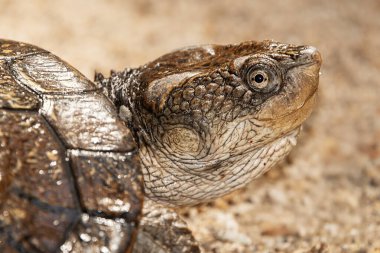 Mary River kaplumbağası, Chelidae familyasından nesli tükenmekte olan kısa boyunlu bir kaplumbağa türüdür. Güneydoğu Queensland, Avustralya 'daki Mary Nehri' ne endemiktir..