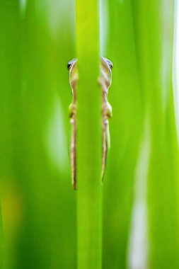 The eastern dwarf tree frog, also known as the eastern sedge-frog, is a species of tree frog. It is a small and very common frog and found on the eastern coast of Australia. clipart