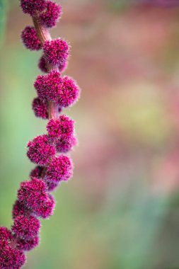 Aşk, Amaranthus caudatus bitkisinin en yaygın isimlerinden biridir. Adını kan damlalarına benzeyen uzun, sarkık, püsküllü çiçek kümelerinden alır..