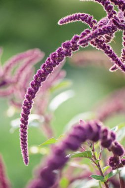 Aşk, Amaranthus caudatus bitkisinin en yaygın isimlerinden biridir. Adını kan damlalarına benzeyen uzun, sarkık, püsküllü çiçek kümelerinden alır..