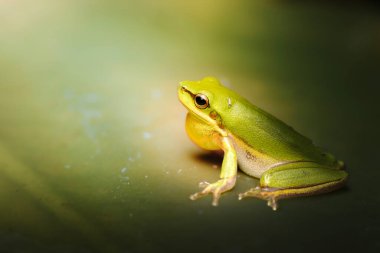 Doğu cüce ağaç kurbağası (