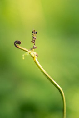 Turuncu iplik kuyruğu, Platycnemididae familyasından Avustralya 'da yaşayan bir kuş türü..