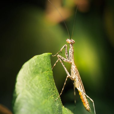 Doğu Ağaç Koşan Mantid (
