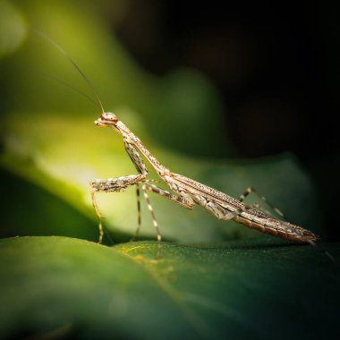 Doğu Ağaç Koşan Mantid (